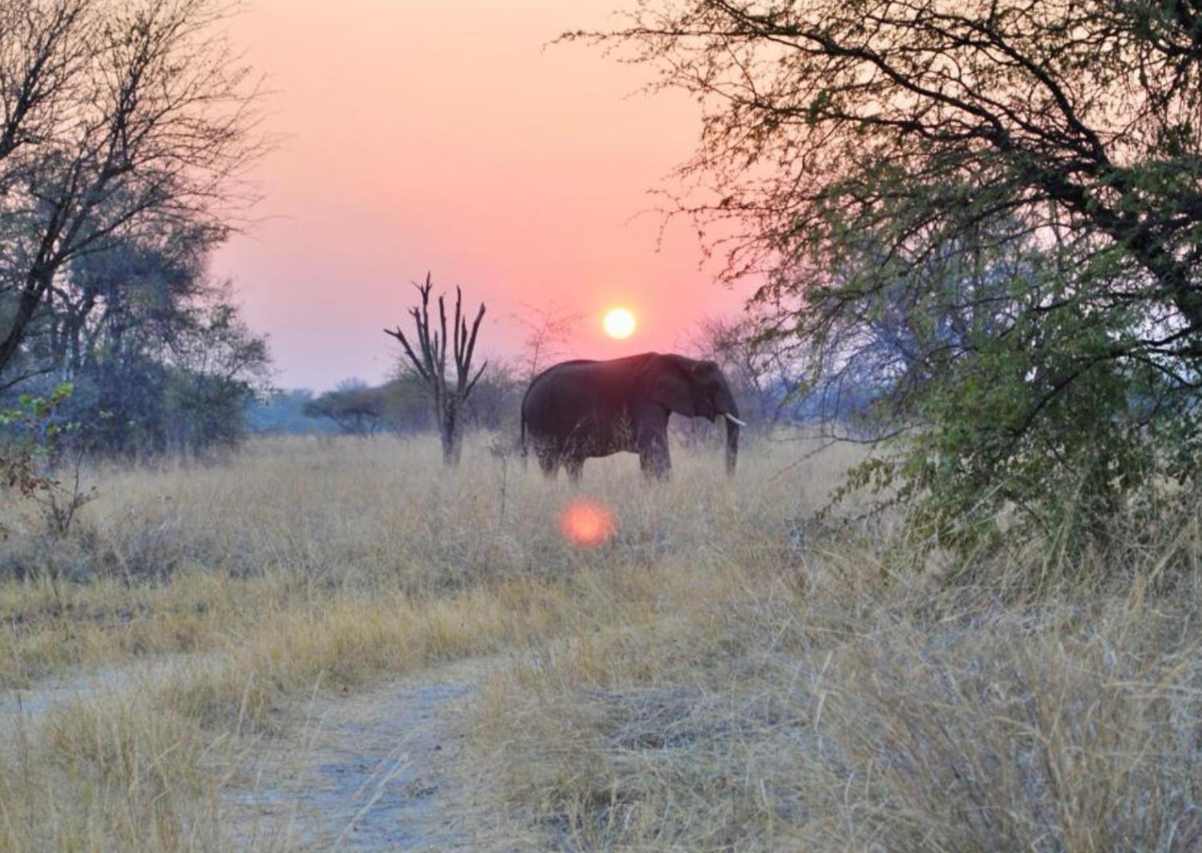 Villa Phazama Farm Maun Esterno foto